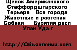 Щенок Американского Стаффордштирского Терьера - Все города Животные и растения » Собаки   . Бурятия респ.,Улан-Удэ г.